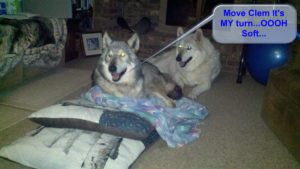 Ohmi's turn on mommies pillows